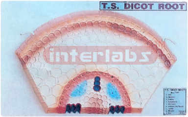 DICOT ROOT, TS